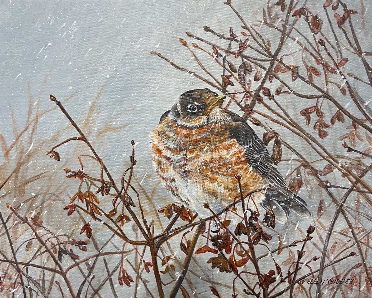Early Arrival by Helen Shideler  Image: Robin in snow