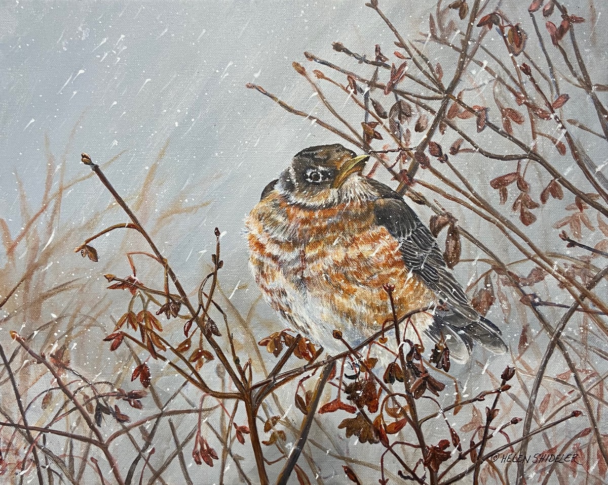 Early Arrival by Helen Shideler  Image: Robin in snow
