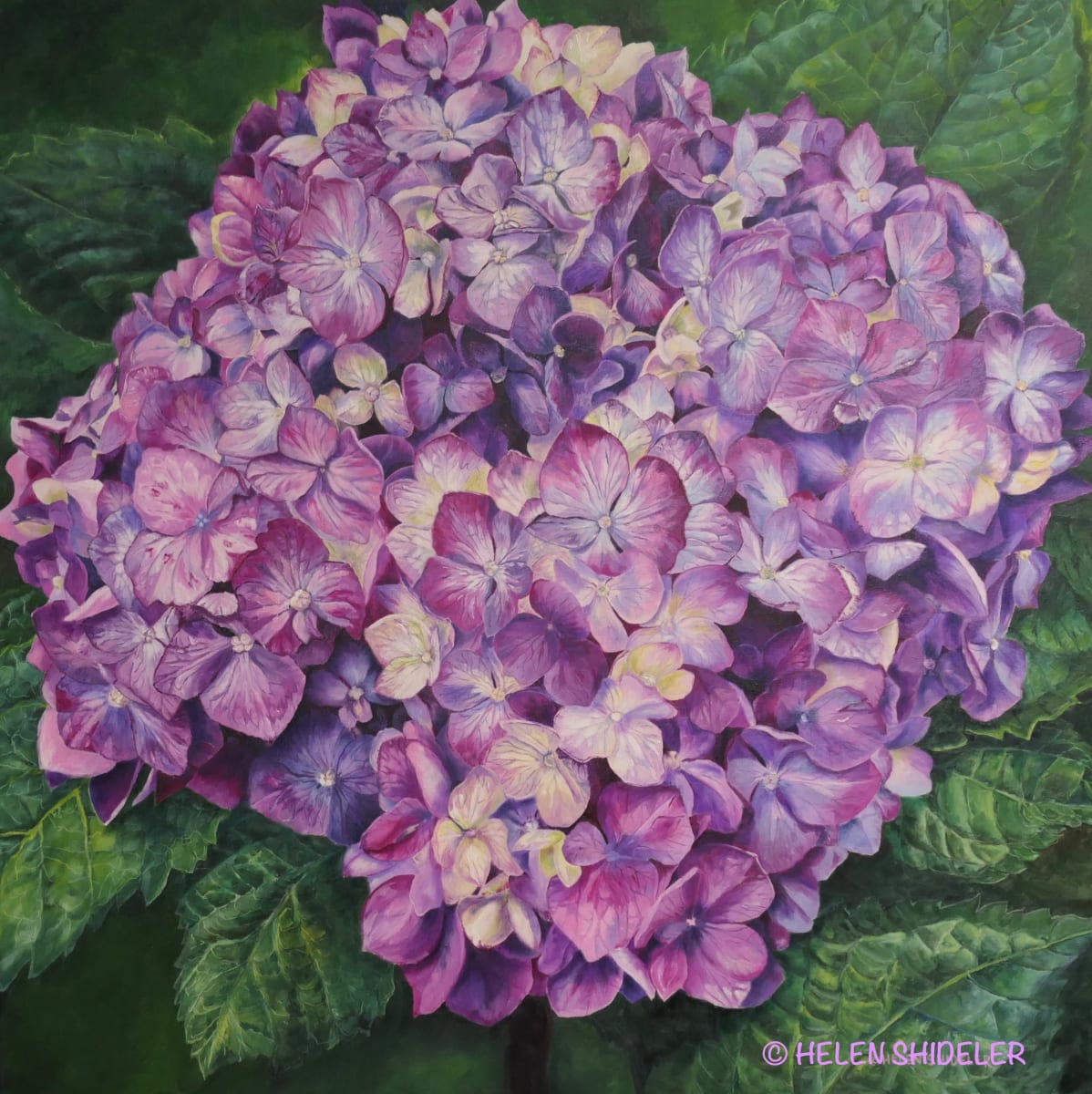 Magical Magenta by Helen Shideler 