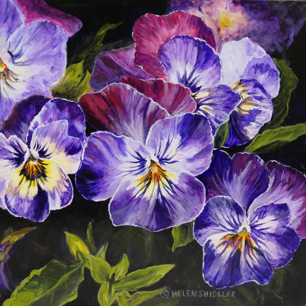 Pansies a Perennial Favourite by Helen Shideler 