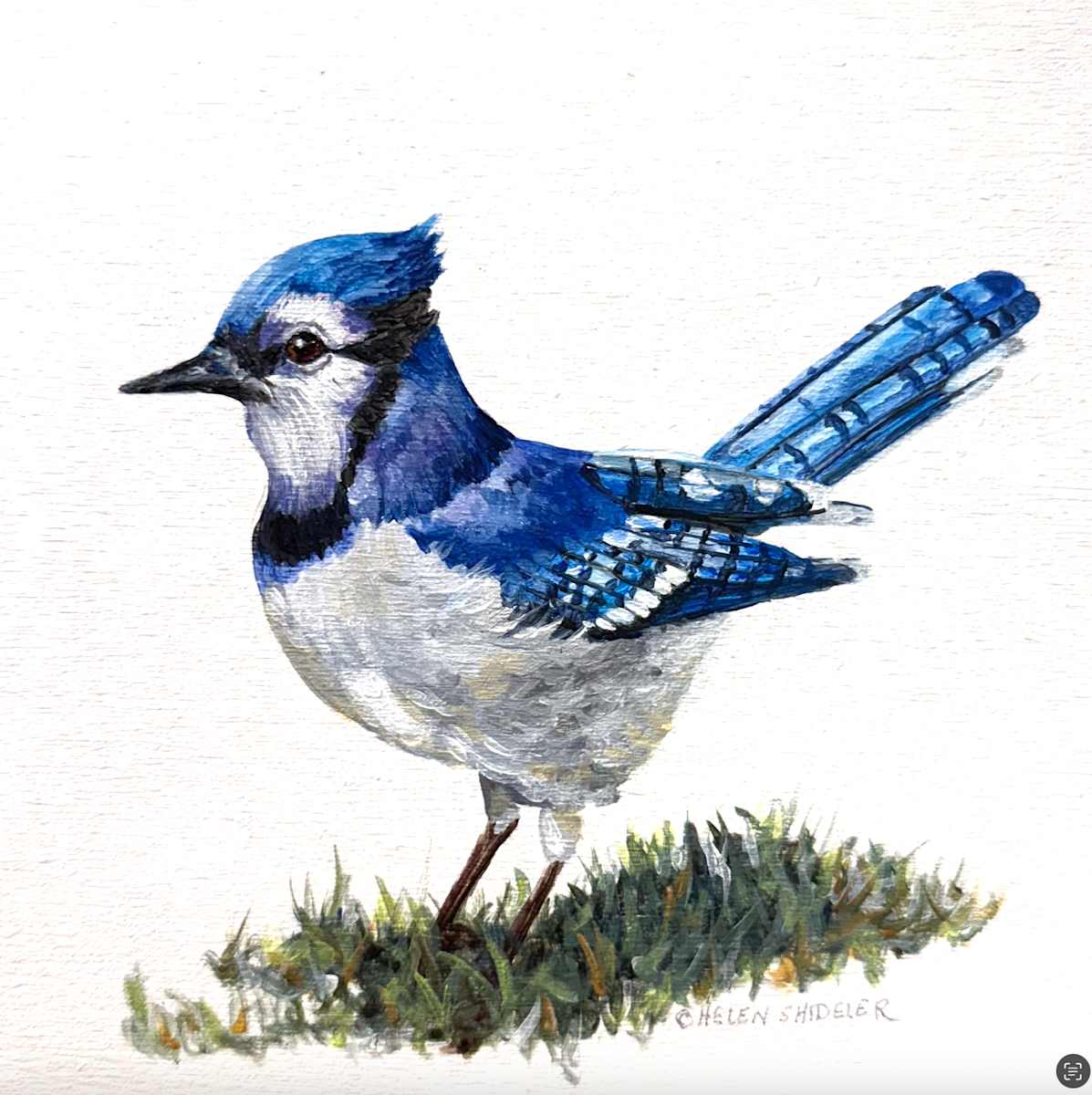 Sapphire Blues by Helen Shideler 