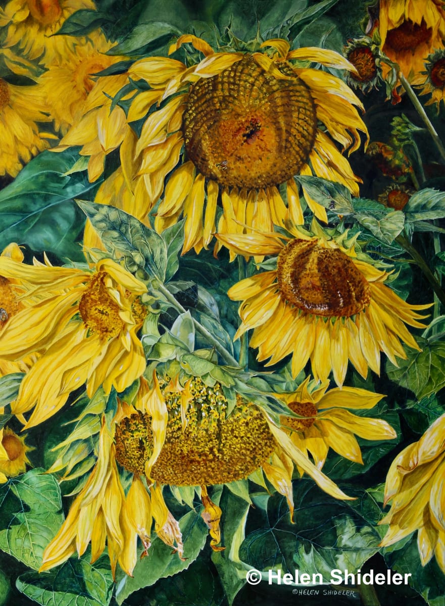 September Sun by Helen Shideler 