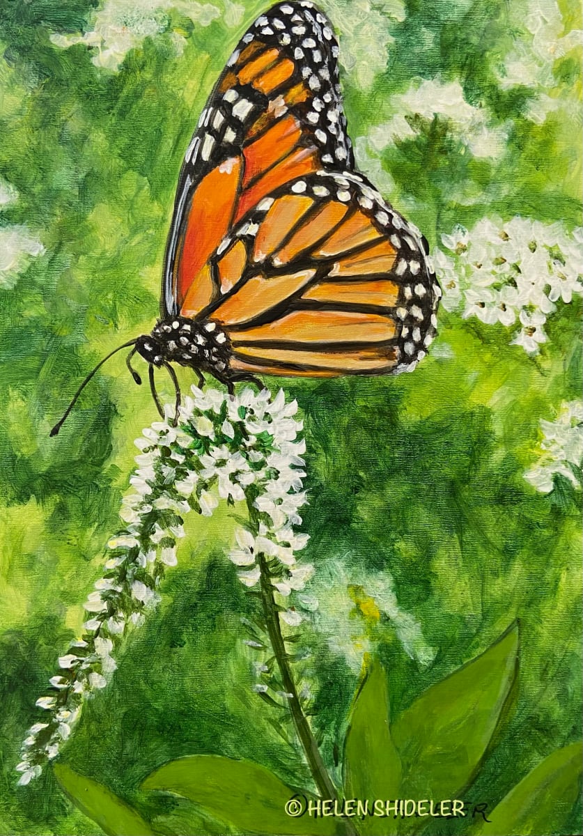 Monarch on Lace by Helen Shideler 