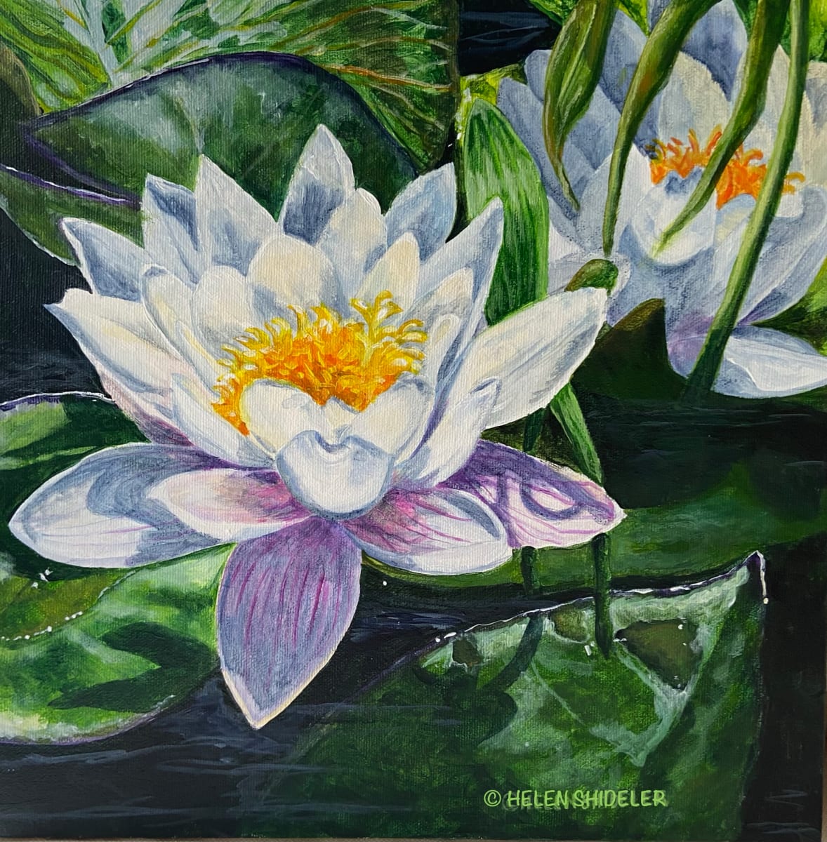 Pond Starlet by Helen Shideler 