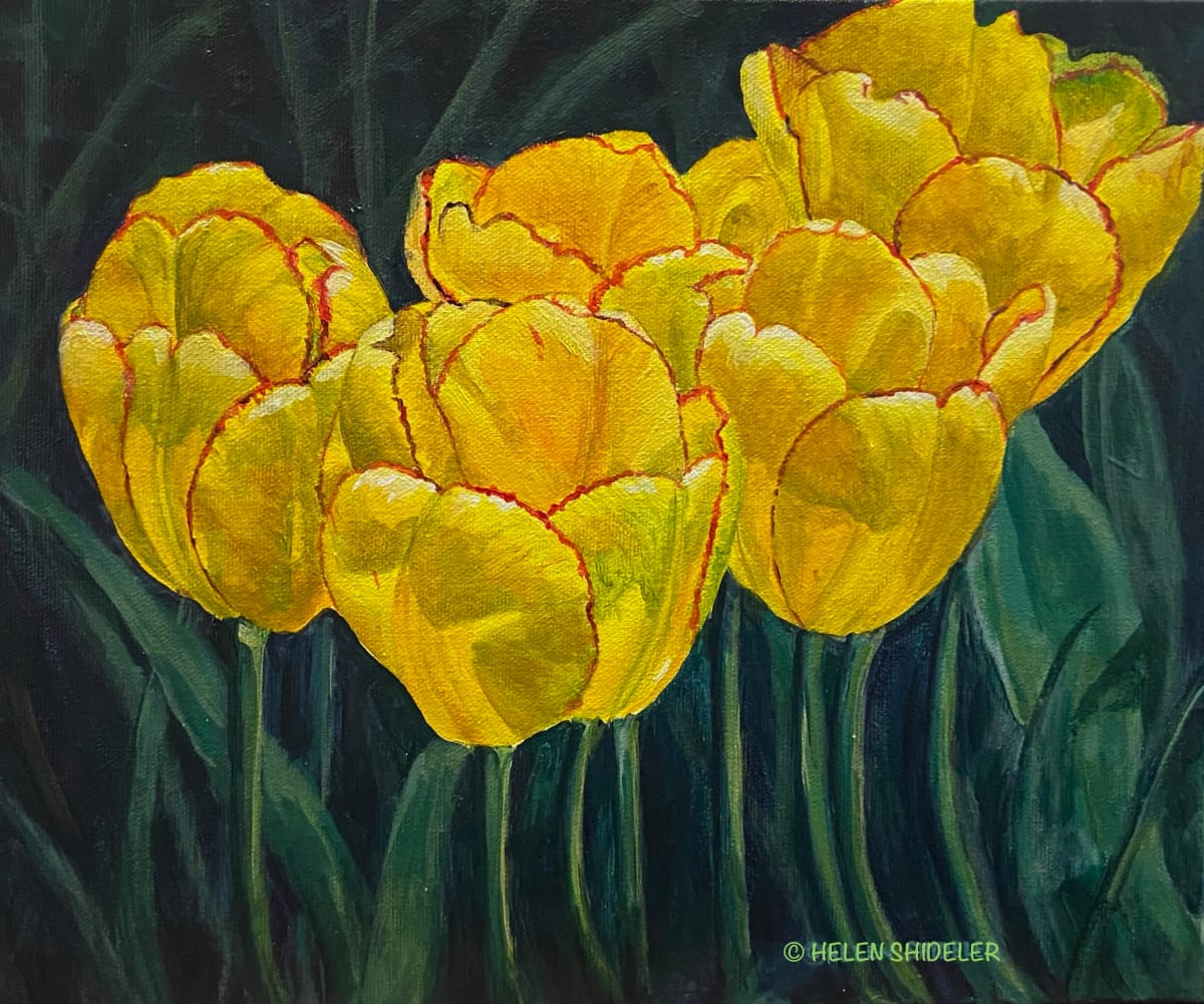 Sunny Tulips by Helen Shideler 