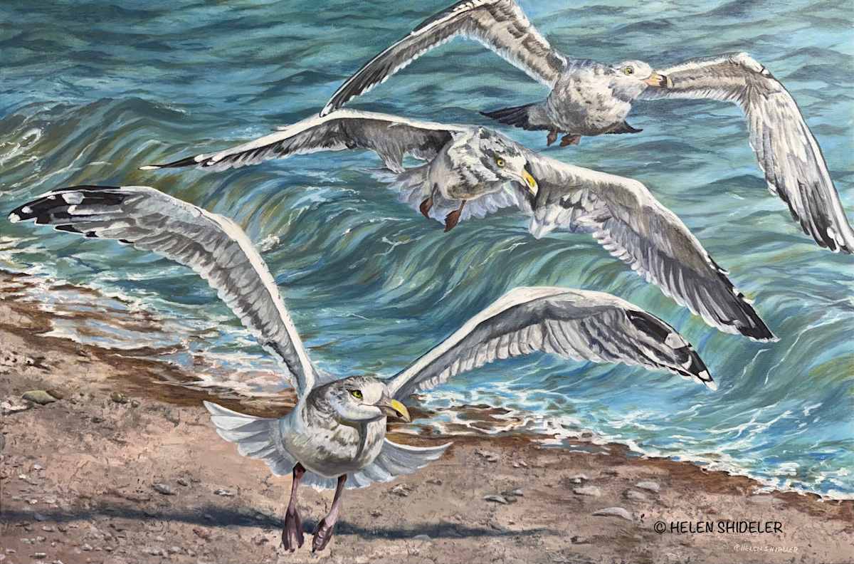 Squawk Squadron by Helen Shideler 