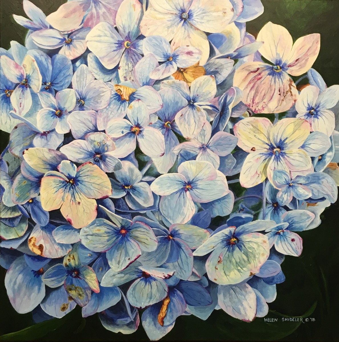Tender Blues by Helen Shideler 