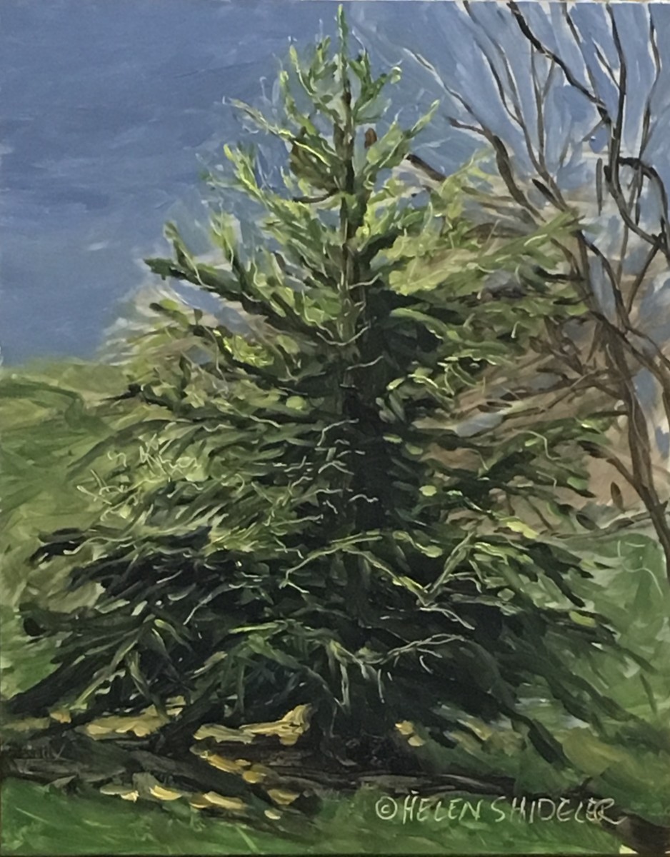 back yard tree by Helen Shideler 