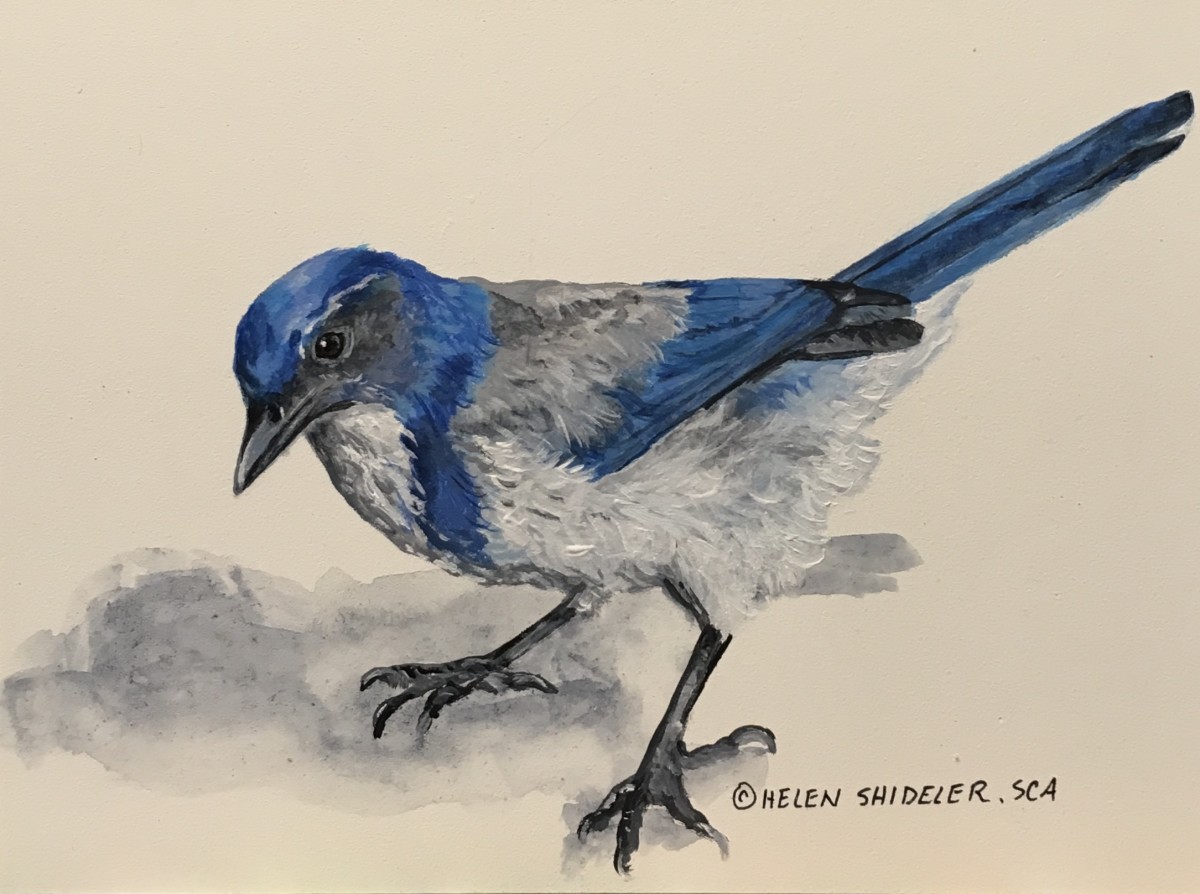 Pretty in Blue by Helen Shideler 