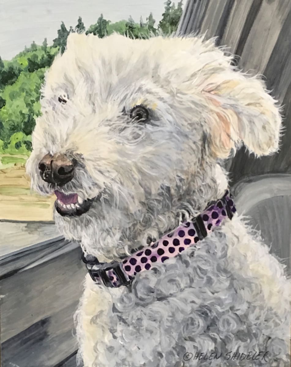 Callie by Helen Shideler 