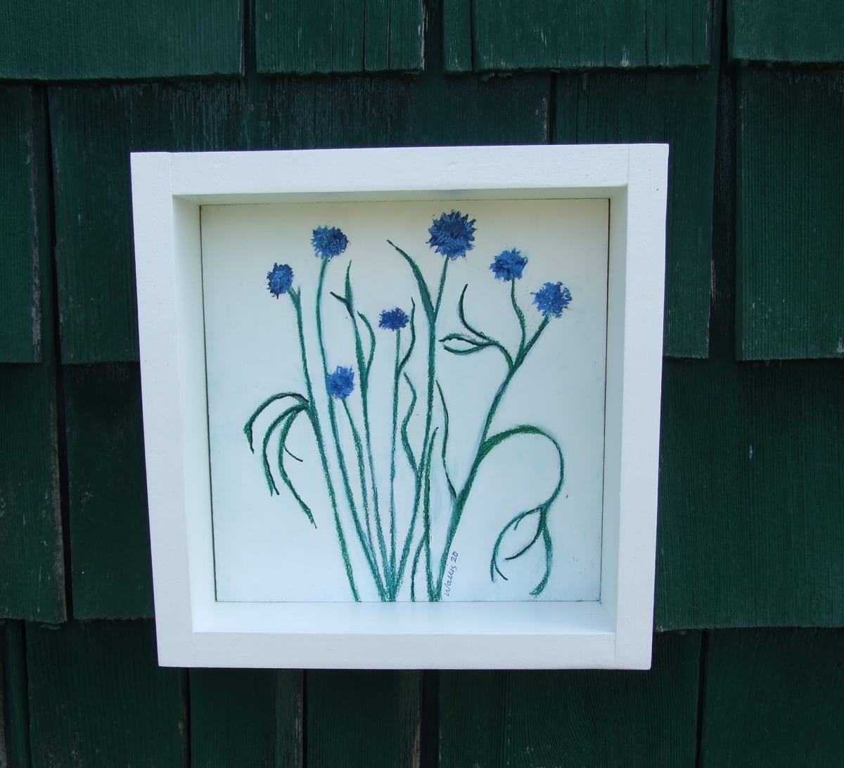 Cornflower II 