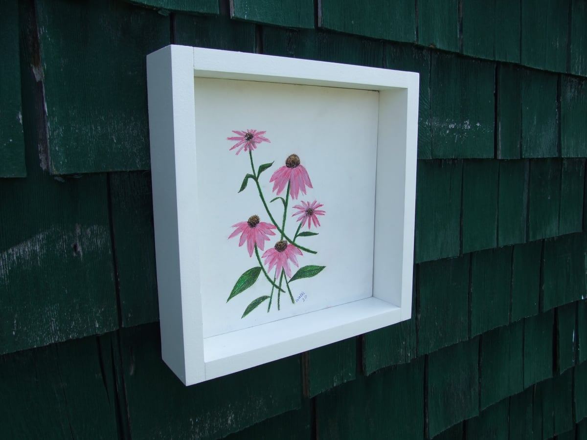 Echinacea 