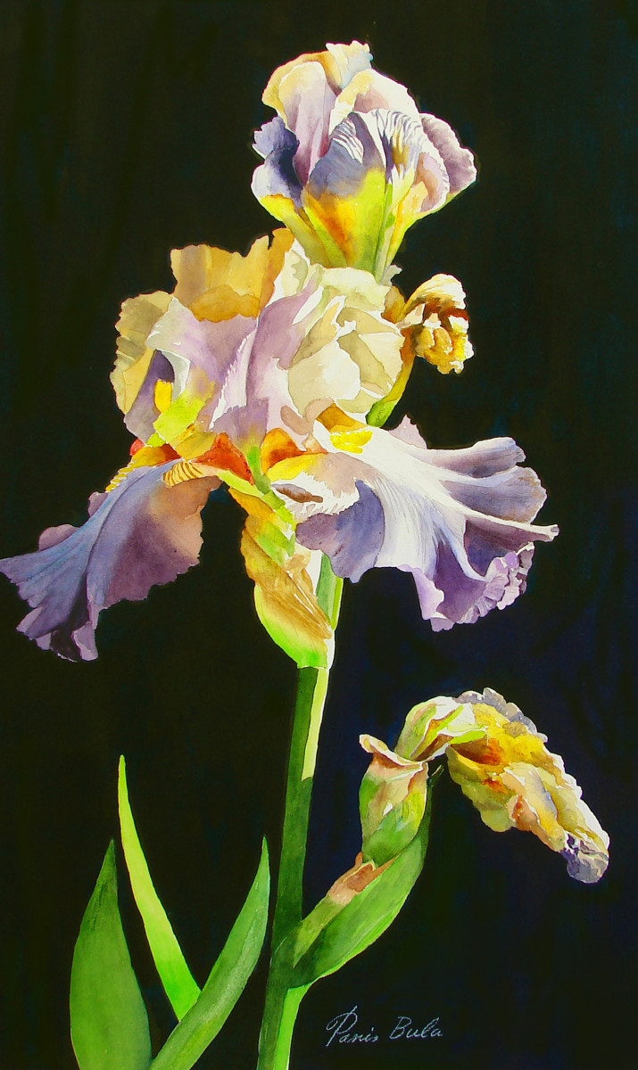 Spring Palette by Tanis Bula 