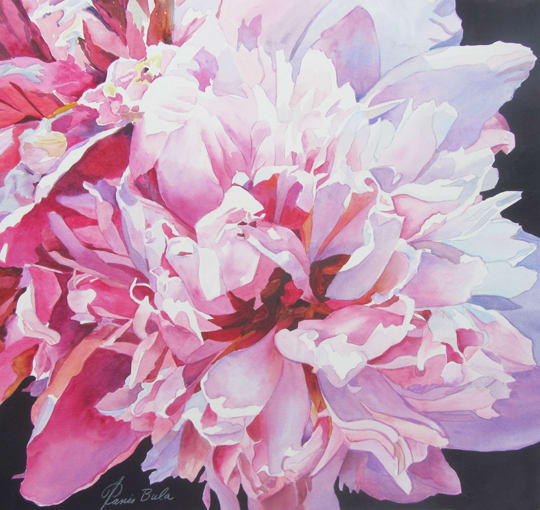 Peony in Pink by Tanis Bula 