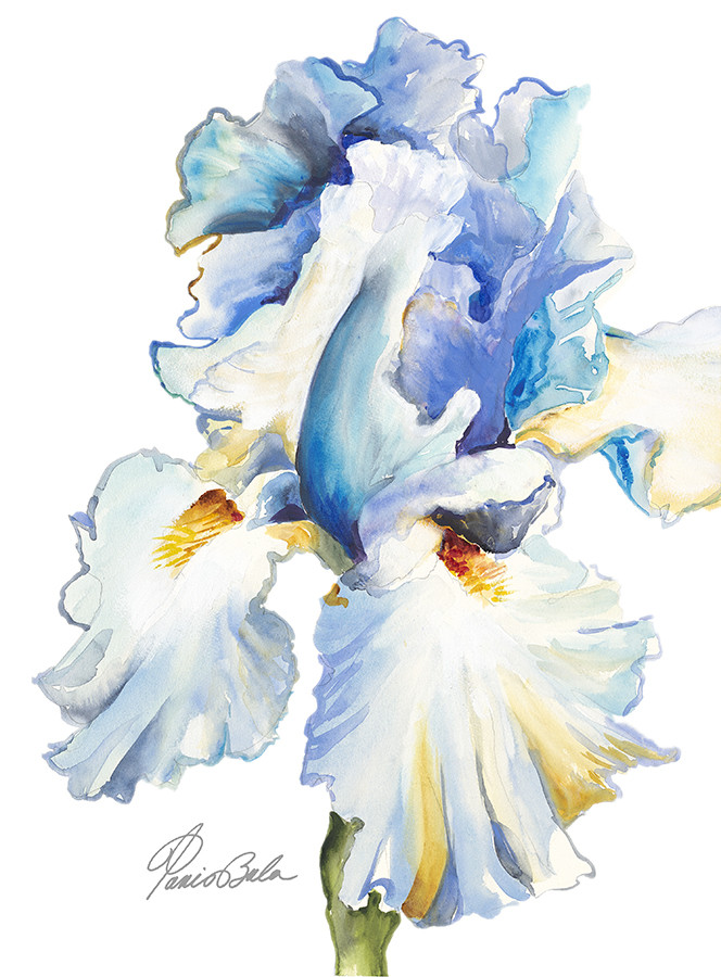 Iris in Blues by Tanis Bula 