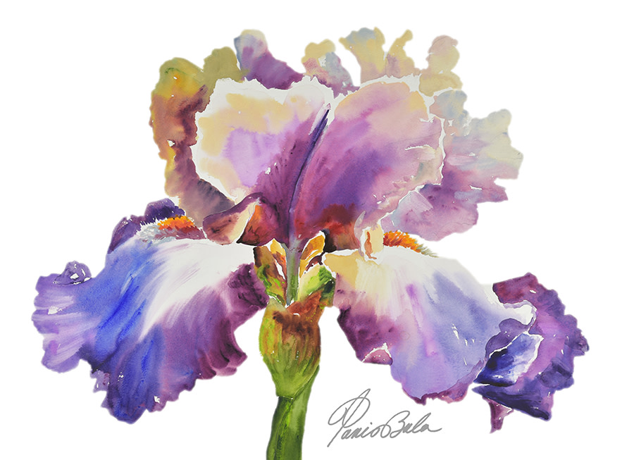 Horizontal Purple Iris by Tanis Bula 