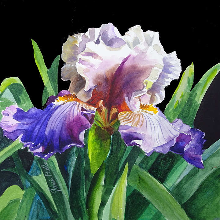 Purple White Iris by Tanis Bula 