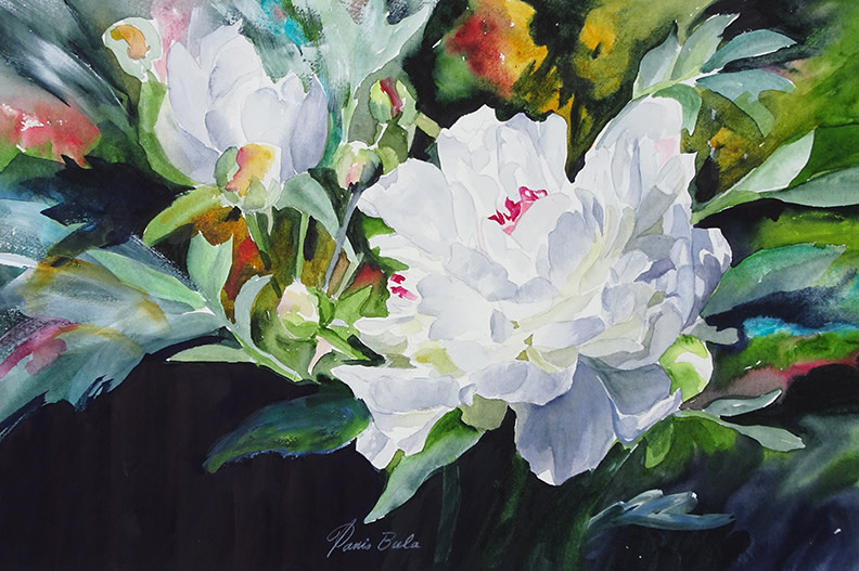 Peony in Light by Tanis Bula 