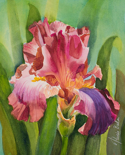 Red Iris 