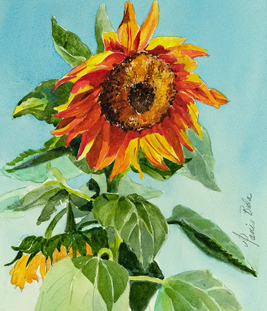 Lonely Sunflower by Tanis Bula 