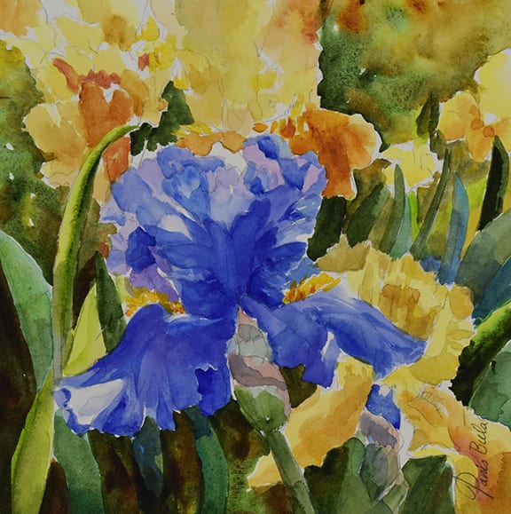 Blue Iris with Yellow by Tanis Bula 