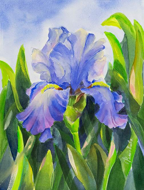 Blue Iris by Tanis Bula 