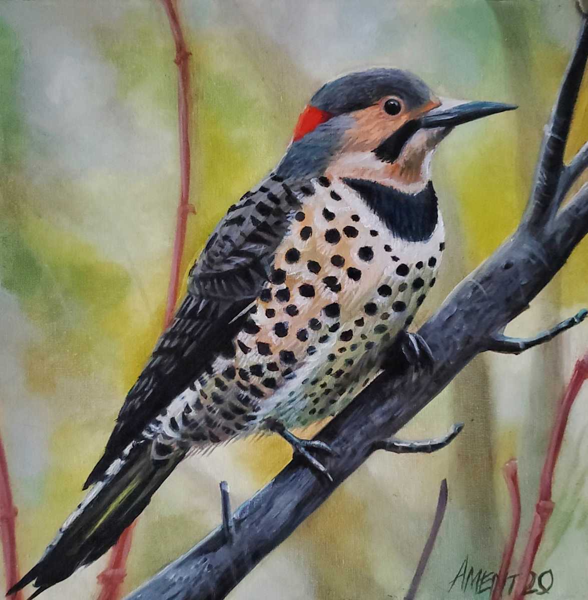 Northern Flicker by J. Scott Ament 