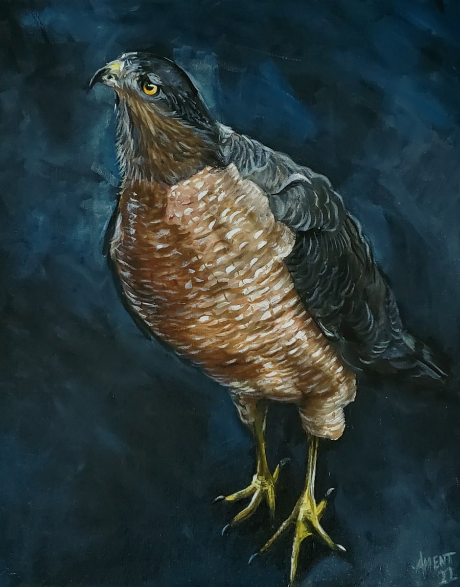 Backyard Hawk by J. Scott Ament, Image 2.