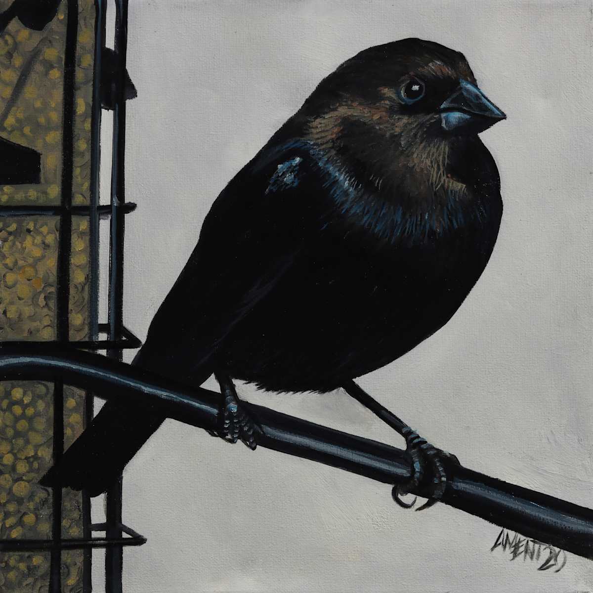 Brown Headed Cowbird by J. Scott Ament 