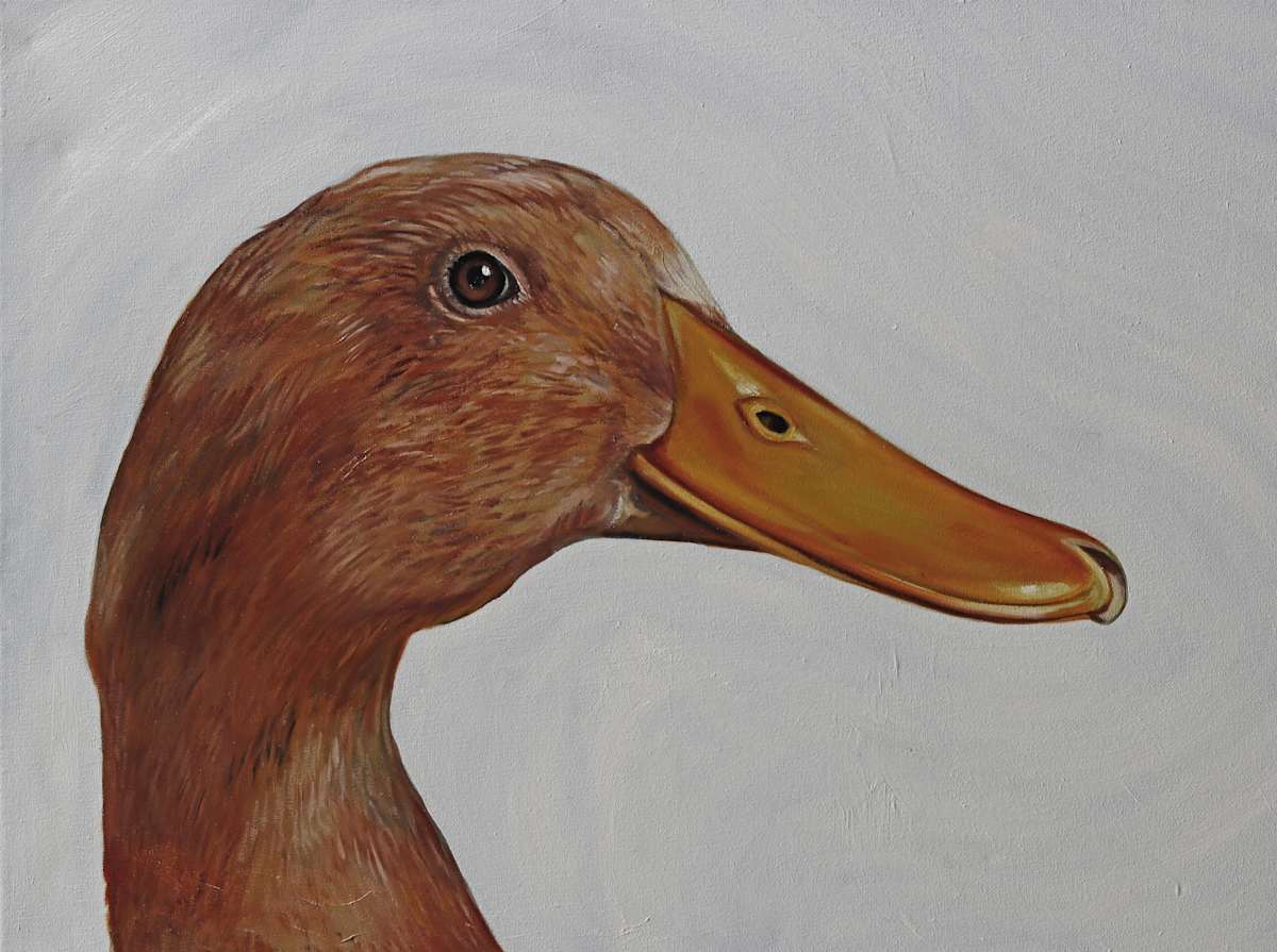 Buff Orpington by J. Scott Ament 