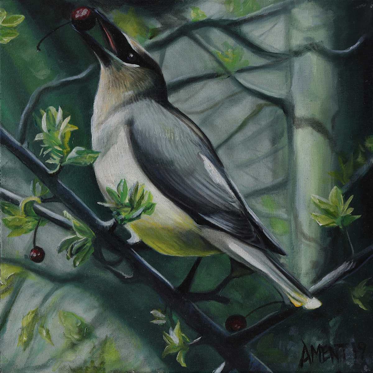 Cedar Waxwing by J. Scott Ament 
