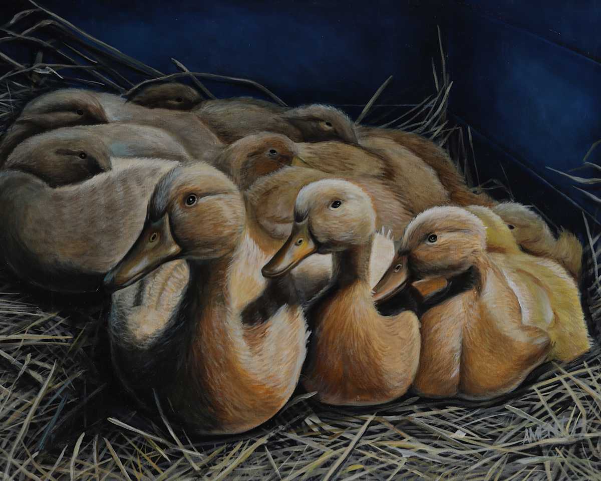 Ducks by J. Scott Ament 