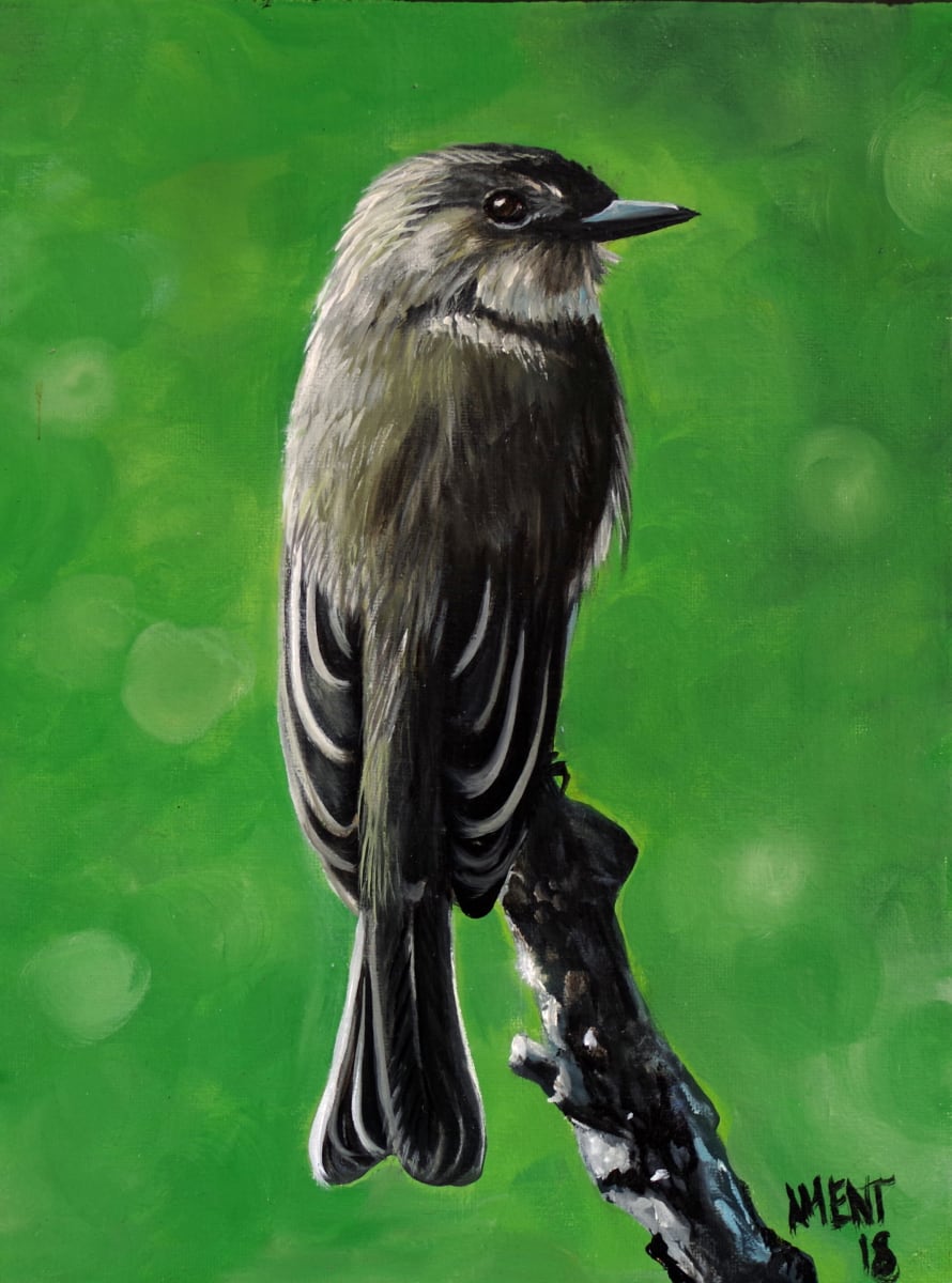 Eastern Phoebe by J. Scott Ament 