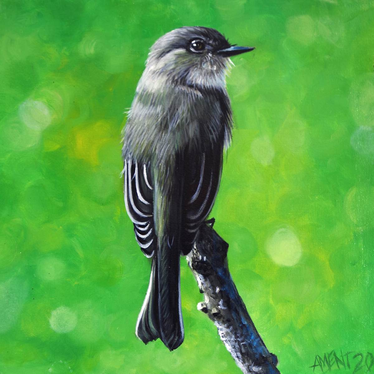 Eastern Phoebe by J. Scott Ament 