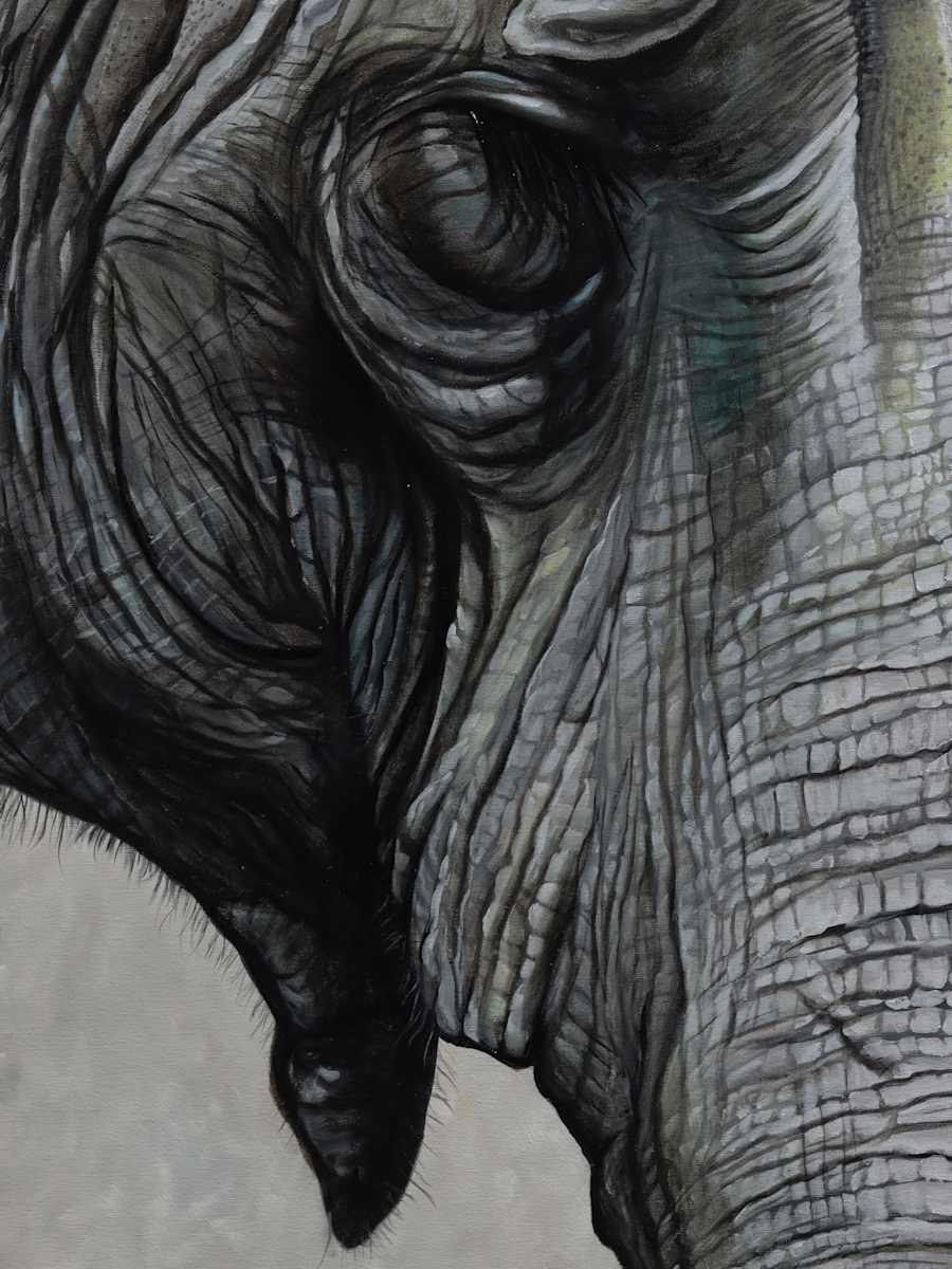 Elephant Detail by J. Scott Ament 