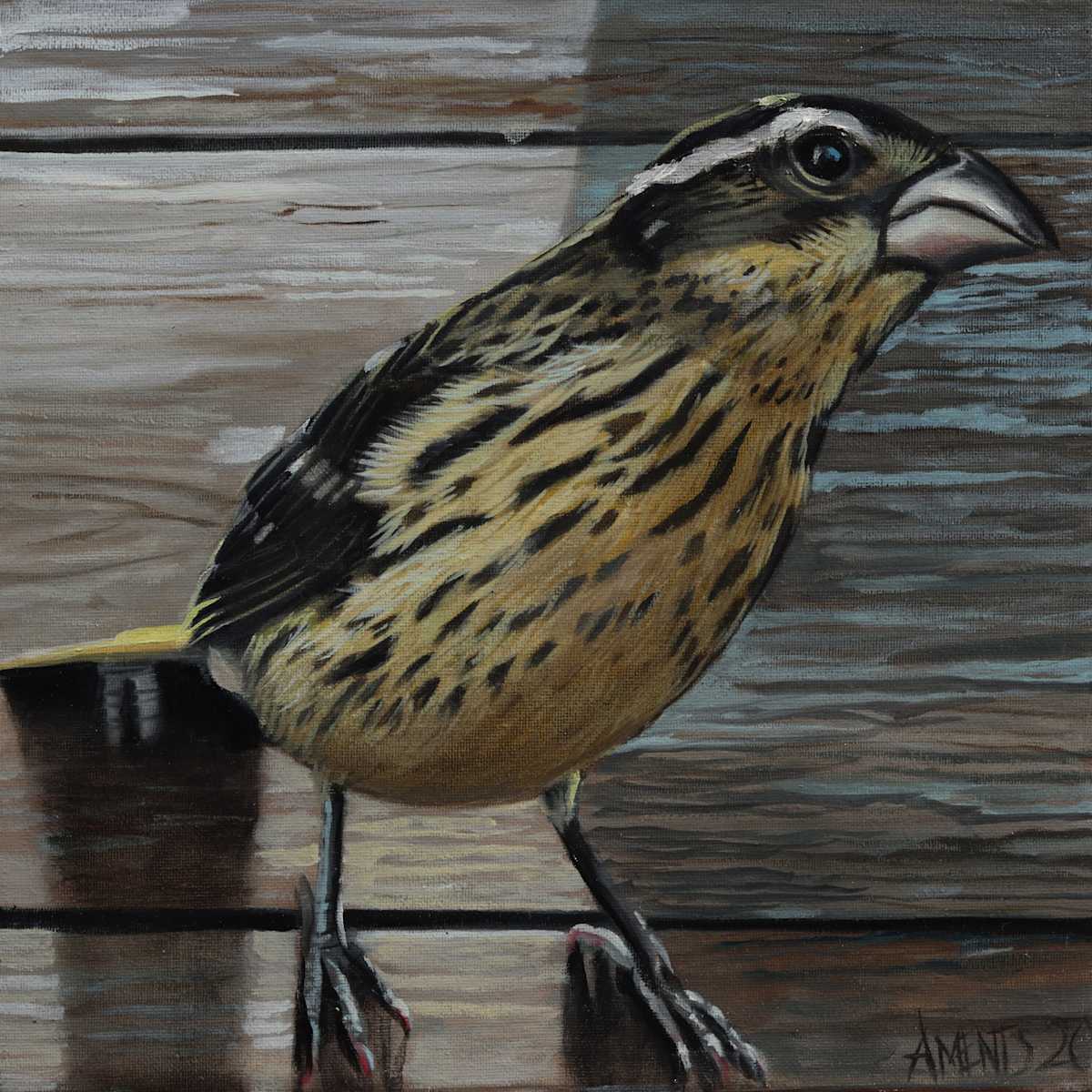 Female Grosbeak by J. Scott Ament 