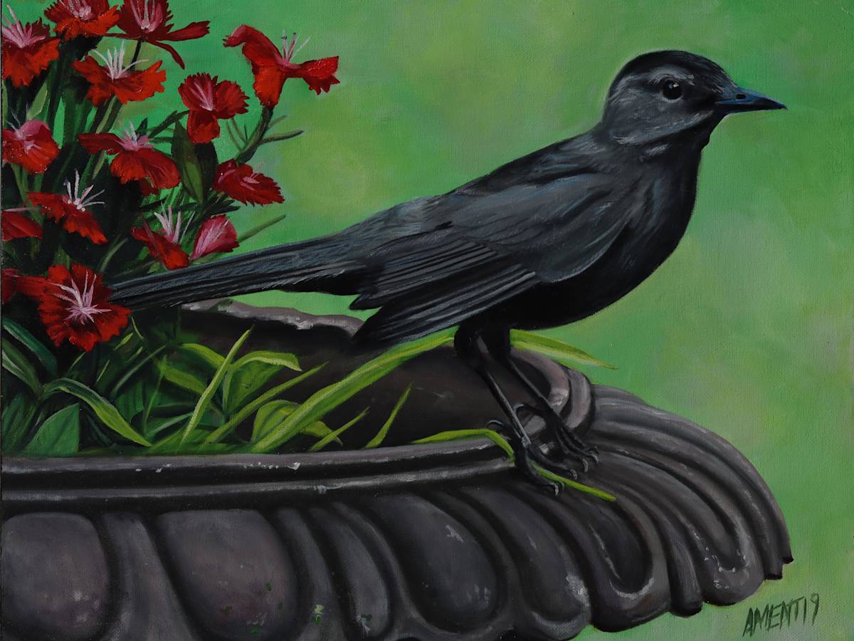 Gray Catbird by J. Scott Ament 