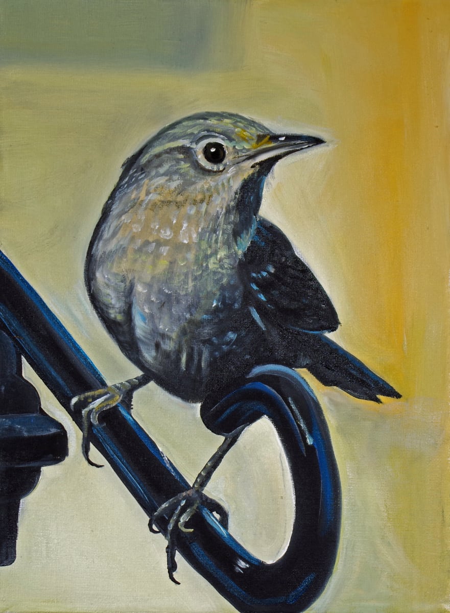 House Wren by J. Scott Ament 