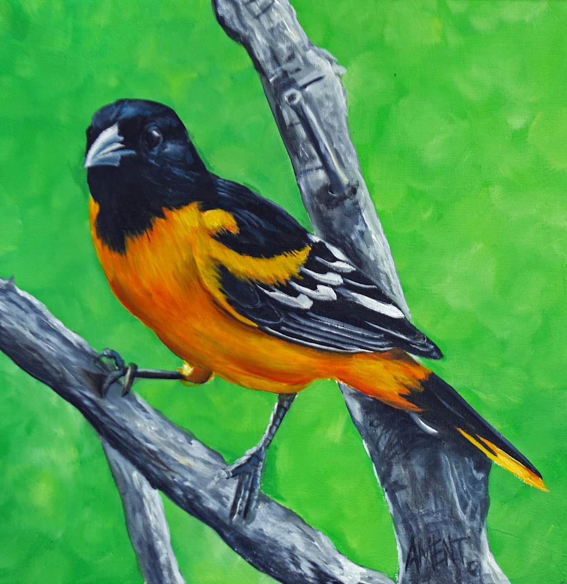 Oriole by J. Scott Ament, Image 1.