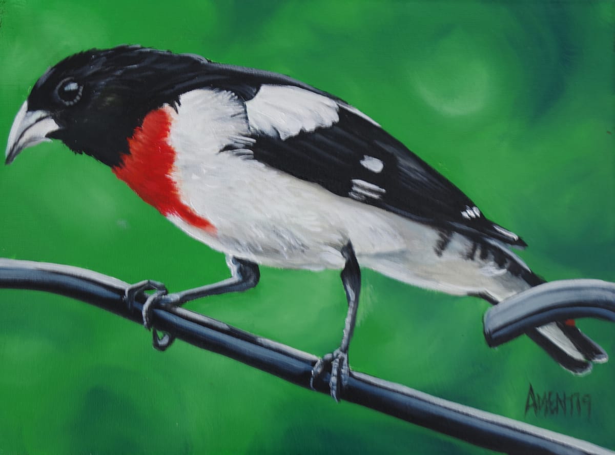 Rose Breasted Grosbeak by J. Scott Ament 