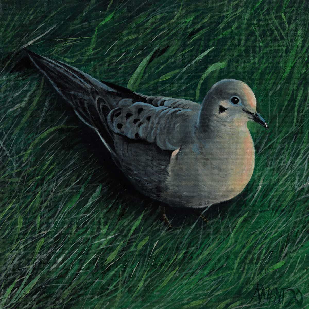 Mourning Dove by J. Scott Ament, Image 2.
