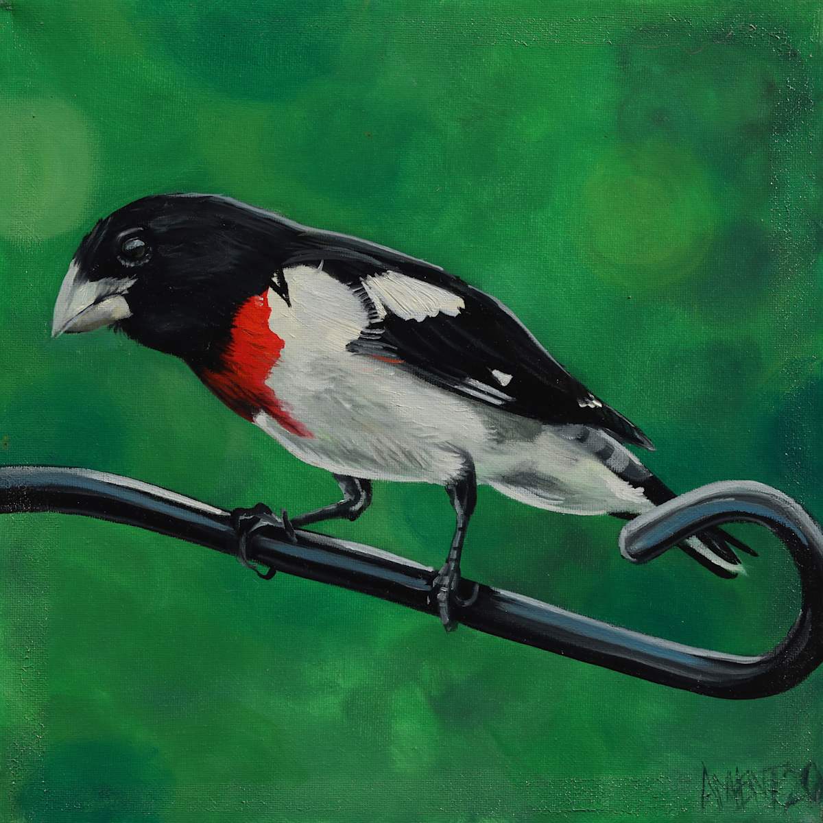 Rosebreasted Grosbeak by J. Scott Ament, Image 2.