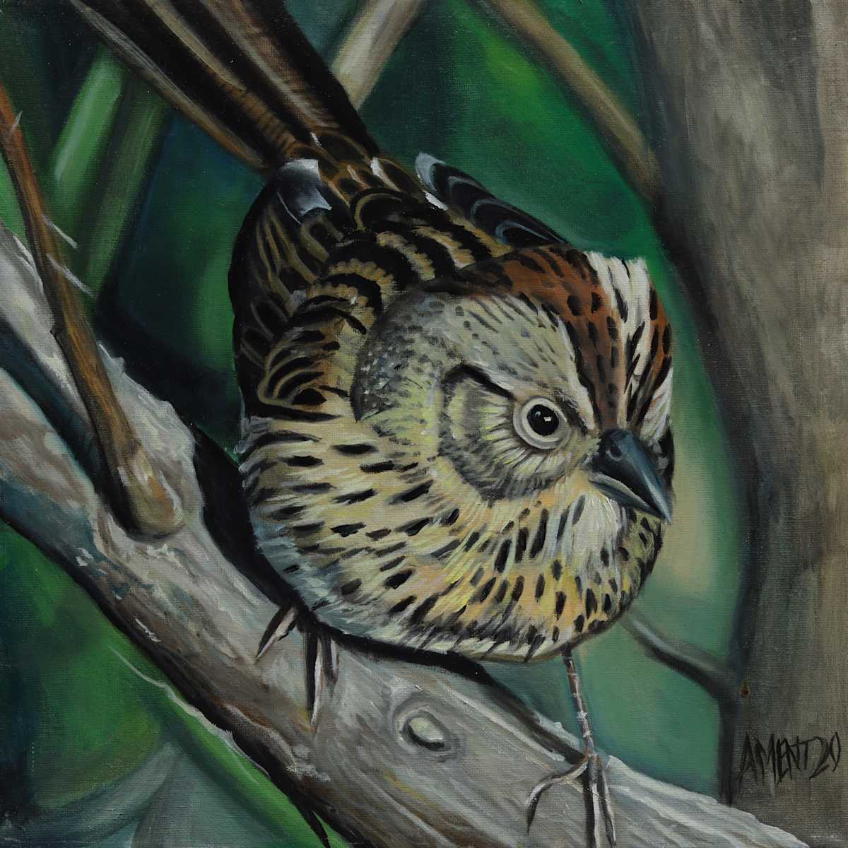 Song Sparrow by J. Scott Ament, Image 2.