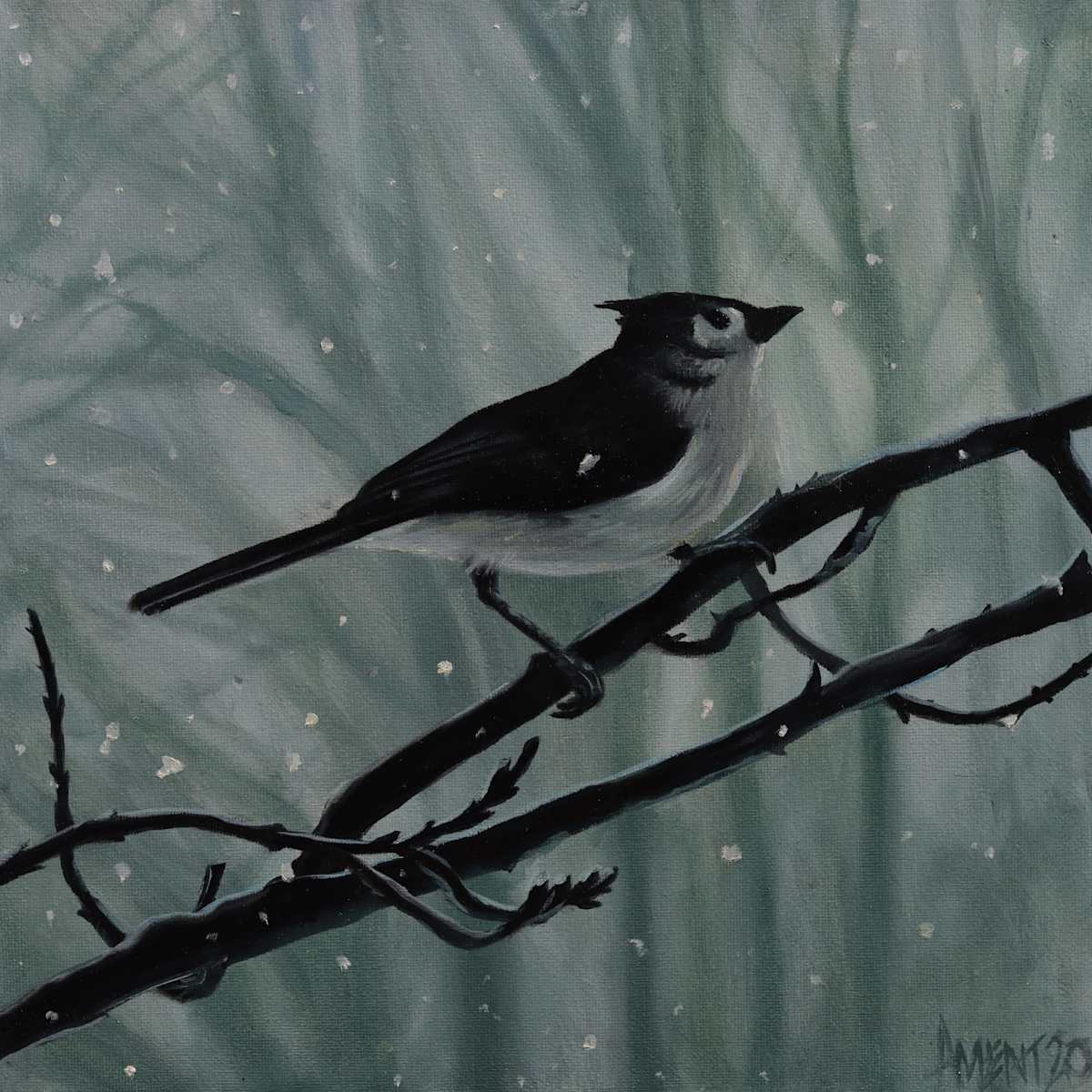 Tufted Titmouse by J. Scott Ament 