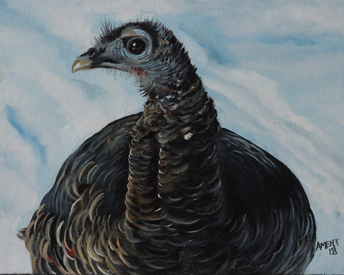 Turkey in the Snow by J. Scott Ament 