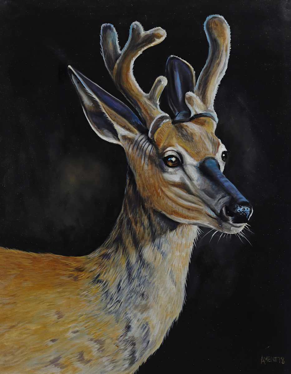 Young Buck by J. Scott Ament, Image 3.