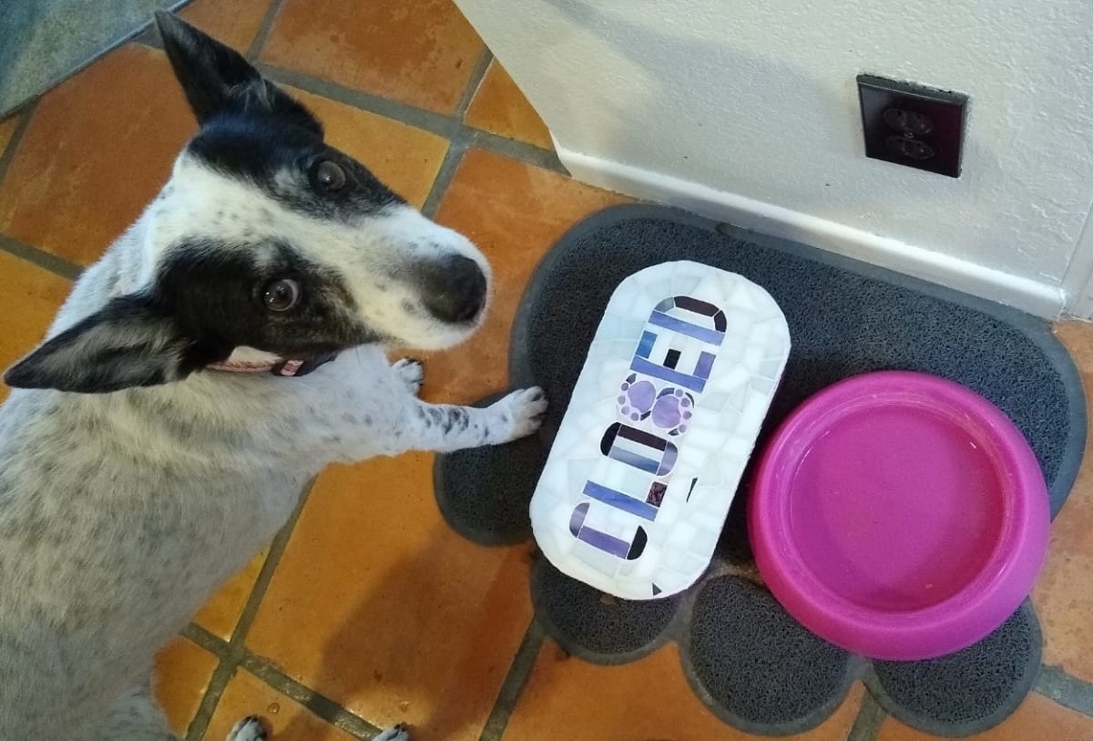 Open-Closed (sign) by Andrea L Edmundson  Image: Freckle at "closed" food bowl.