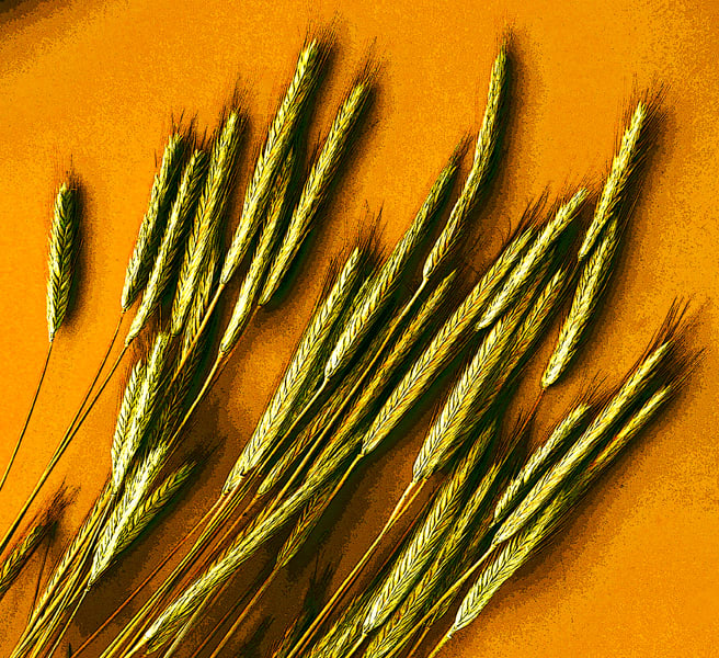 Sumer Wheat by Stefan Tur, Image 1.