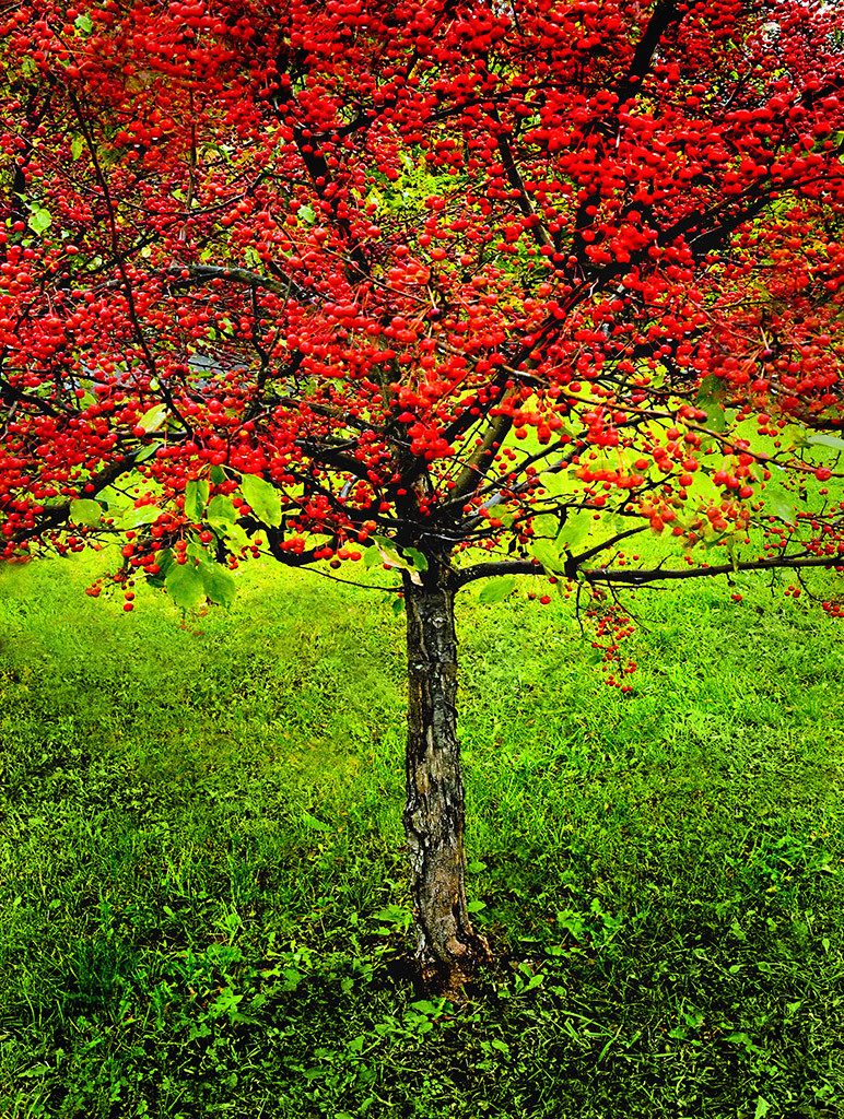 Red Berries by Stefan Tur 