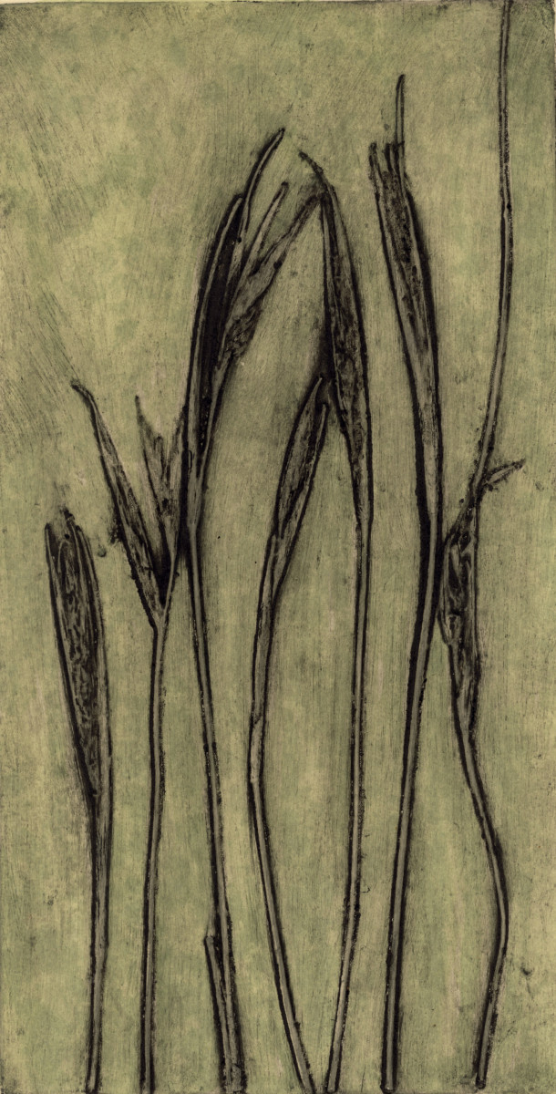 Anarthria gracilis EV1/11 by Jacky Lowry 